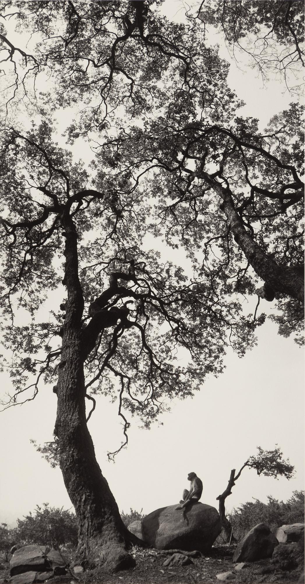 Pentti Sammallahti, "Swayambhunath, Nepal, 1994".