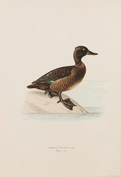 LITHOGRAPHS, 5 pcs, after Wilhelm von Wright and Bror Hallberg. A. Börtzell, Stockholm.