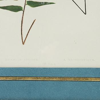 Lithographs, 3+1, late 19th century.