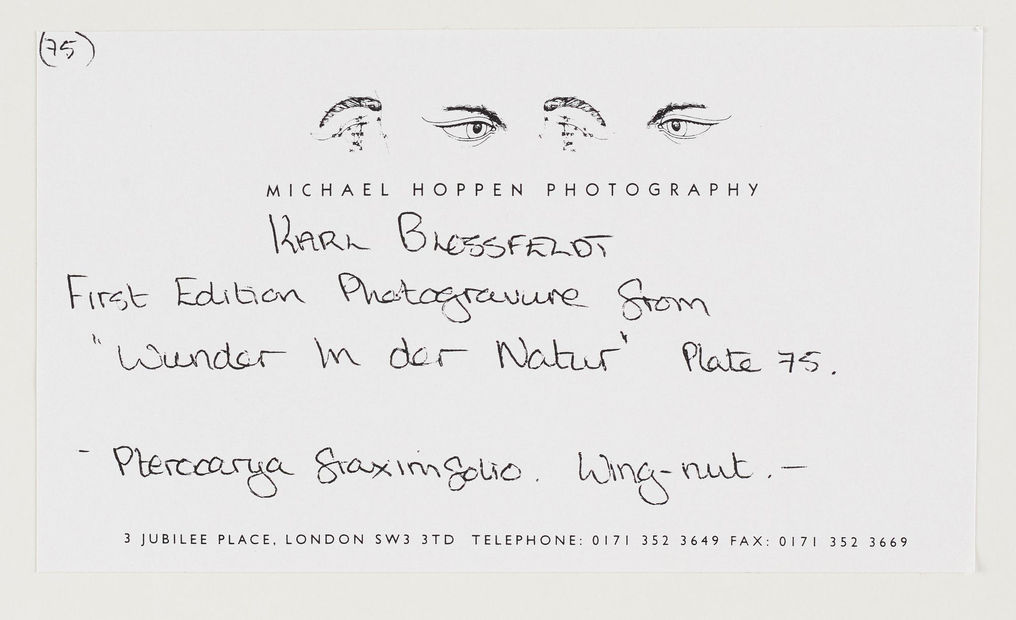 Karl Blossfeldt, "Urformen der Kunst", 1928 (22 st).
