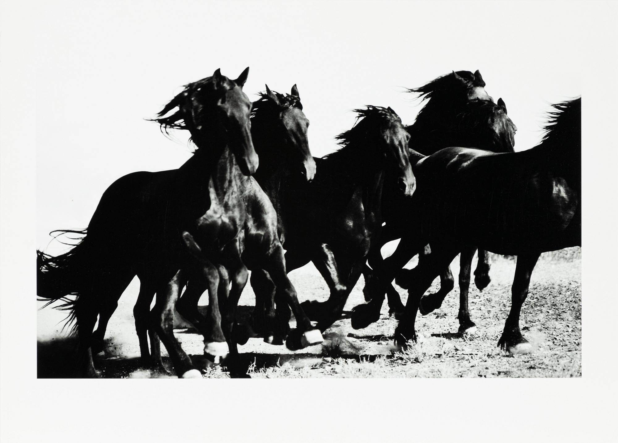 Camilla Åkrans, "Vildhästar".