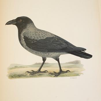 BRÖDERNA VON WRIGHT, 2 books, "Svenska fåglar", Stockholm, 1924.