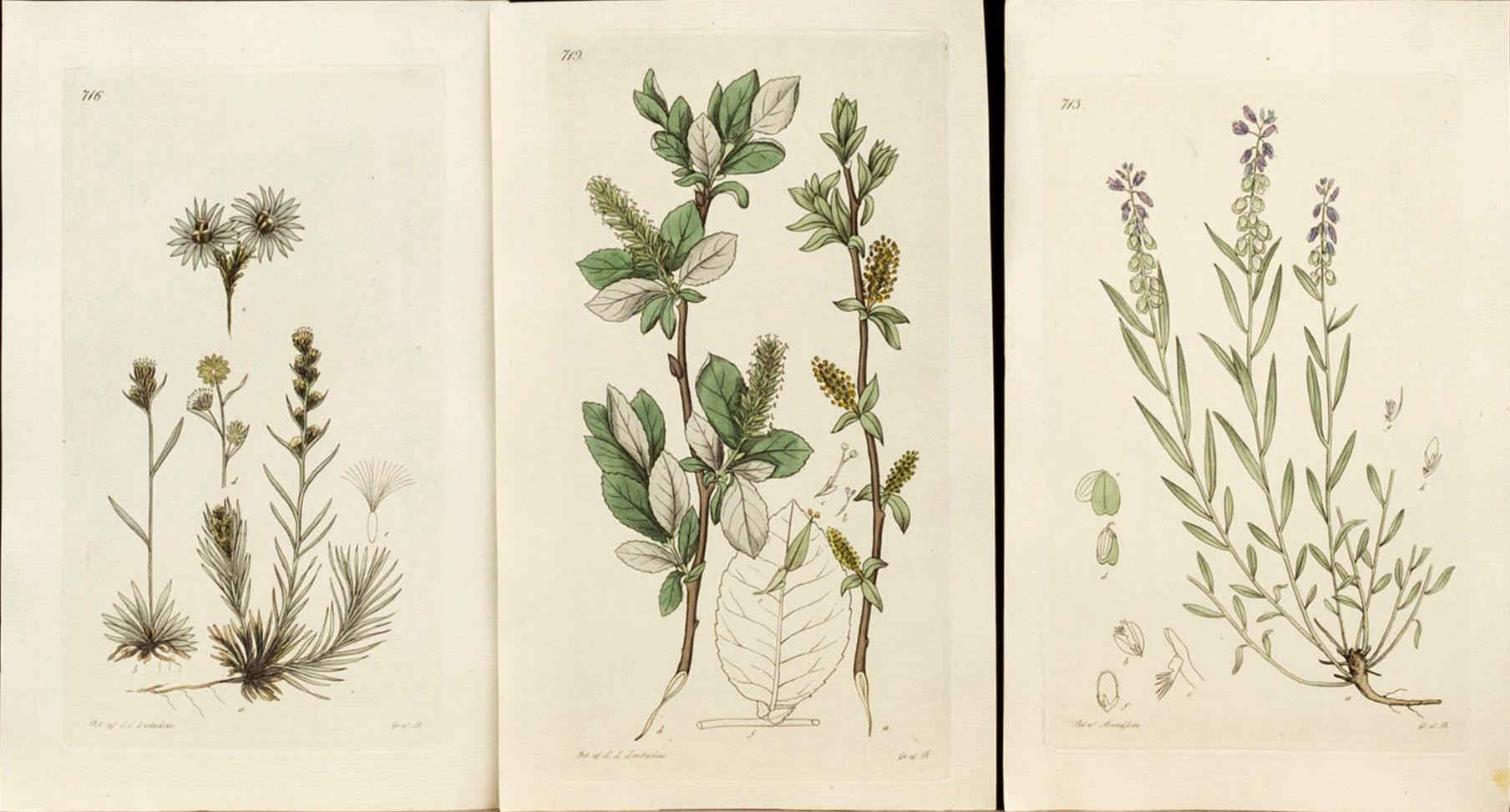 JOHAN PALMSTRUCH,  "Svensk Botanik" 5 häften med 72 st koppargravyrer, ca 1823-1830.