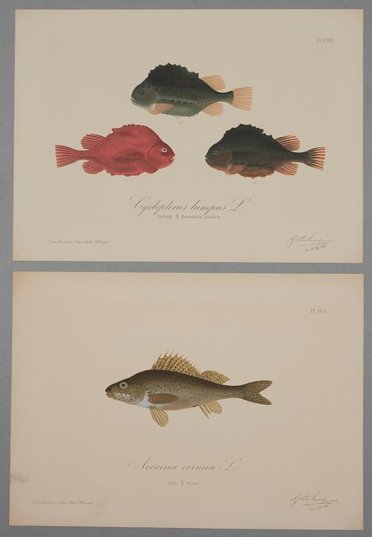 GÖSTA SUNDMAN, kromolitografier, 2 st, signerade, daterade samt numrerade i tryck.