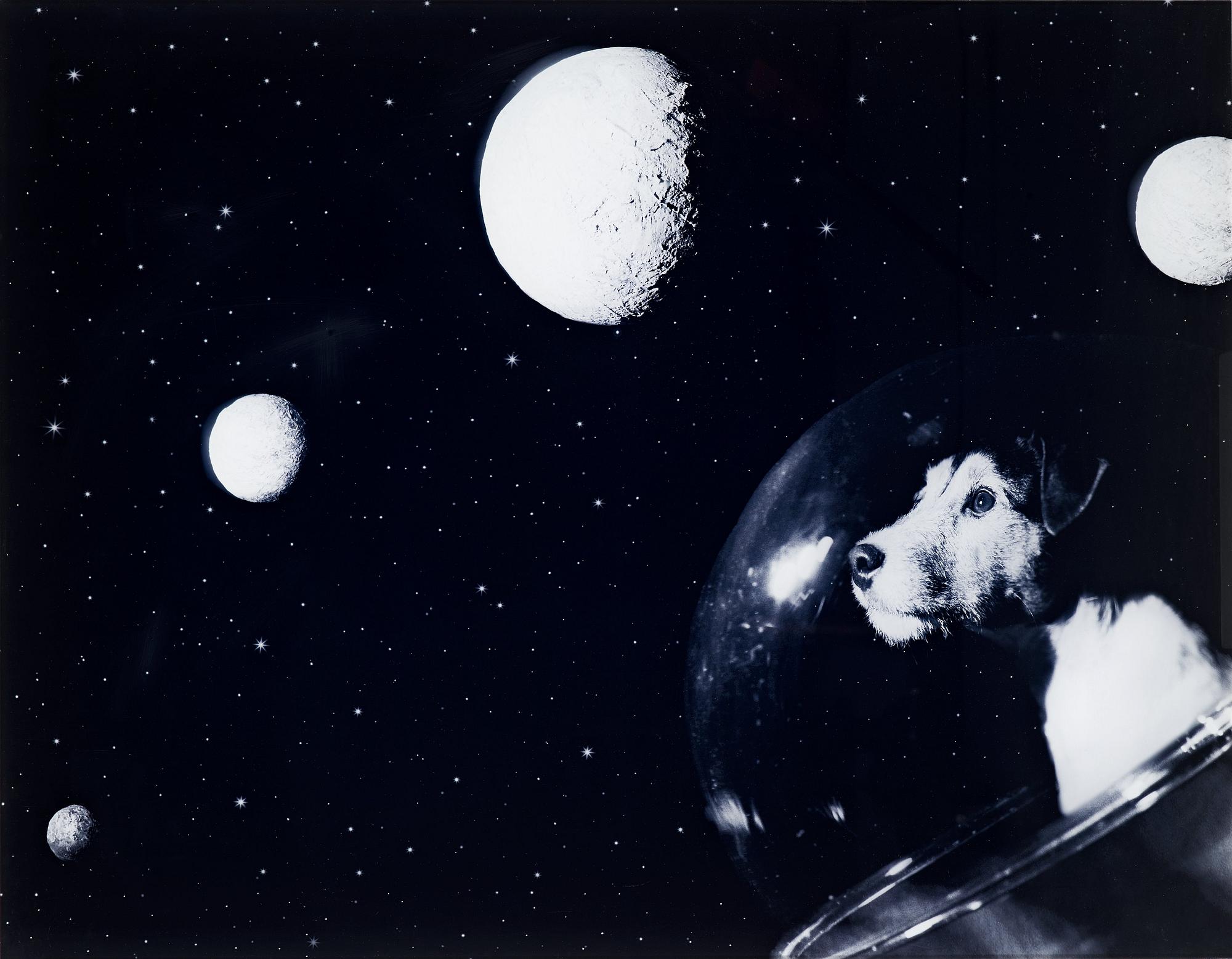 Helena Blomqvist, "Dog in Space", 2004.