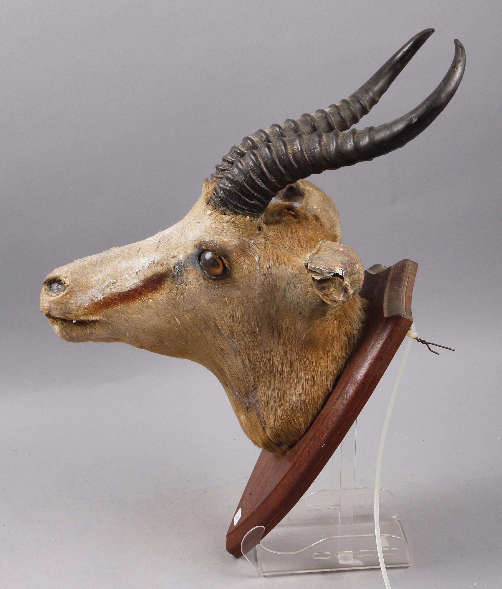 JAKTTROFÉ, springbock, Angola, 1952.