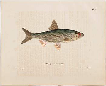 WILHELM VON WRIGHT, 12 st, handkolorerade litografier, "Svenska fiskar".