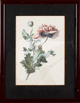 TAVLOR, 6 st, tryck, 1900-talets andra hälft.