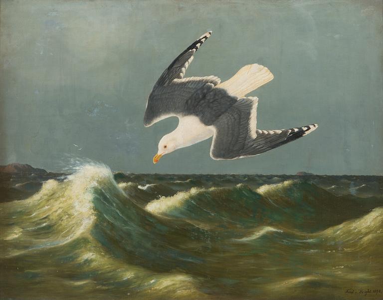 Ferdinand von Wright, Diving Seagull.