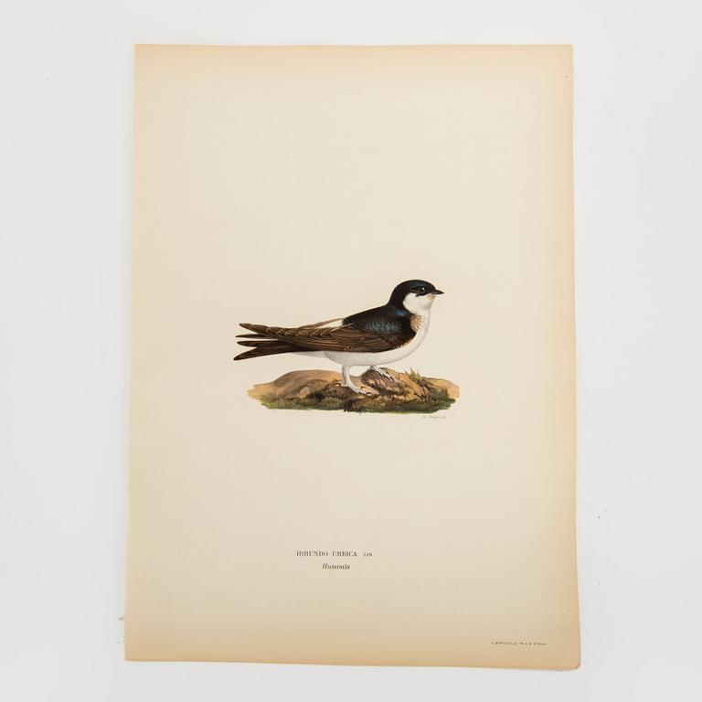 LITOGRAFISKA TRYCK, 40 st, bl.a. Magnus och Wilhelm von Wright, ur Svenska Fåglar, Börtzells AB, Stockholm.