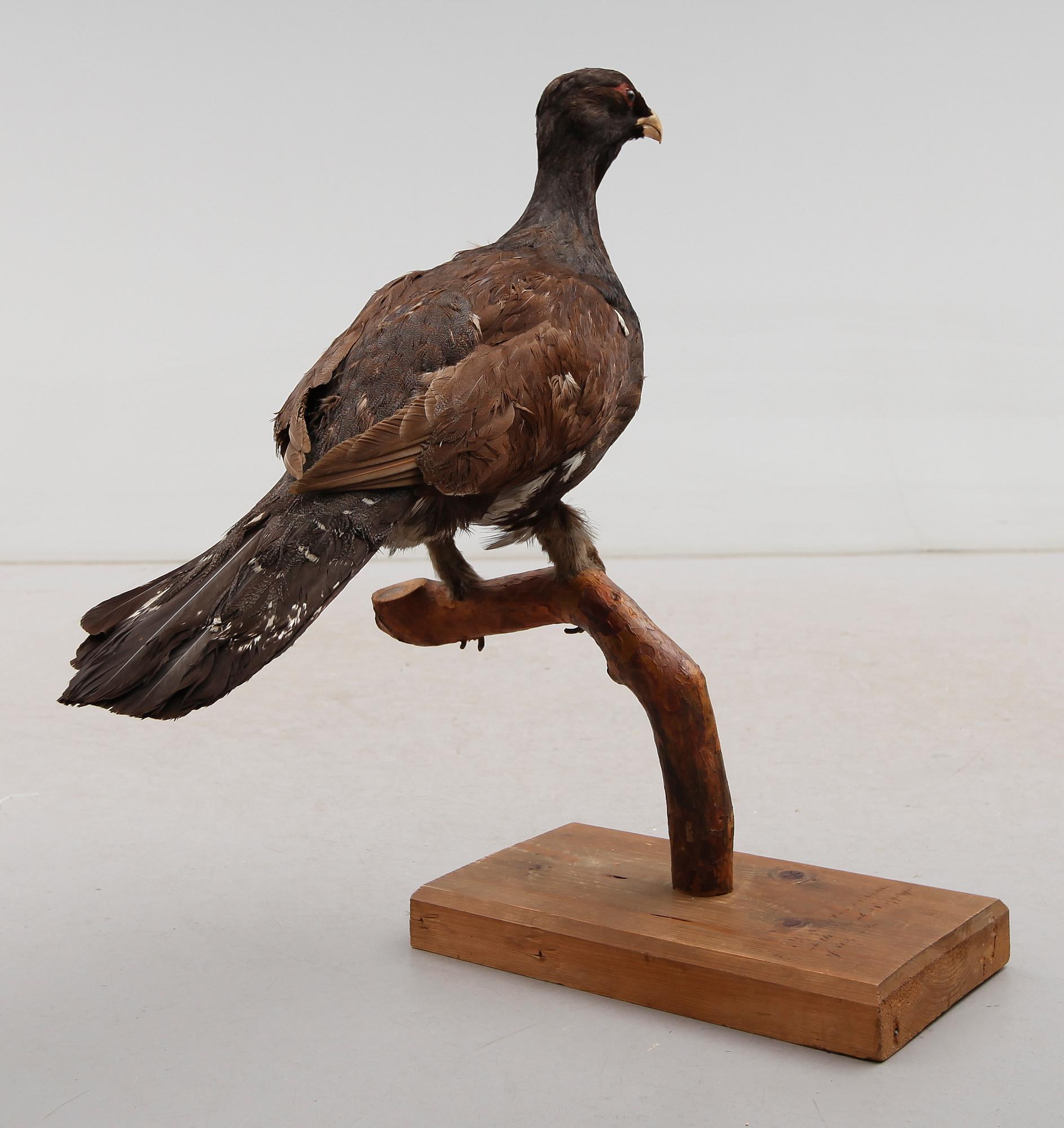 TAXIDERMI, 1900-tal.