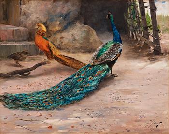 Hugo Birger, Peacock, thrush and Golden Pheasant.