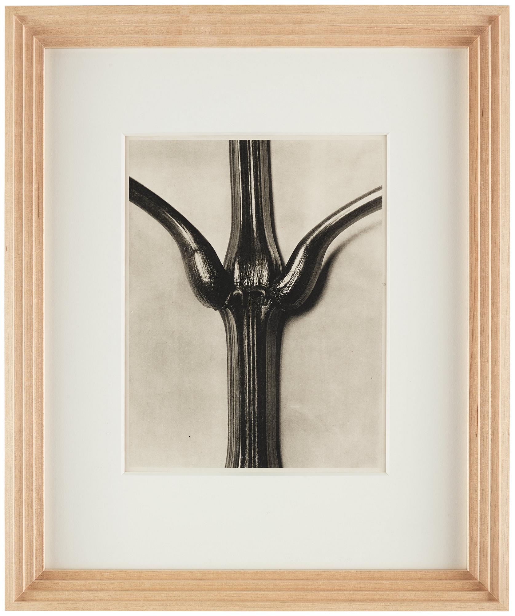 Karl Blossfeldt, "Urformen der Kunst", 1928 (22 st).