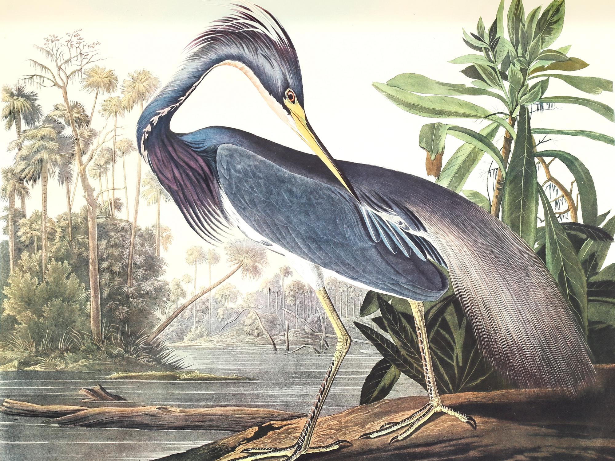 The book "The Birds of America", volume II, by John James Audubon, numbered 178/500, 1973.