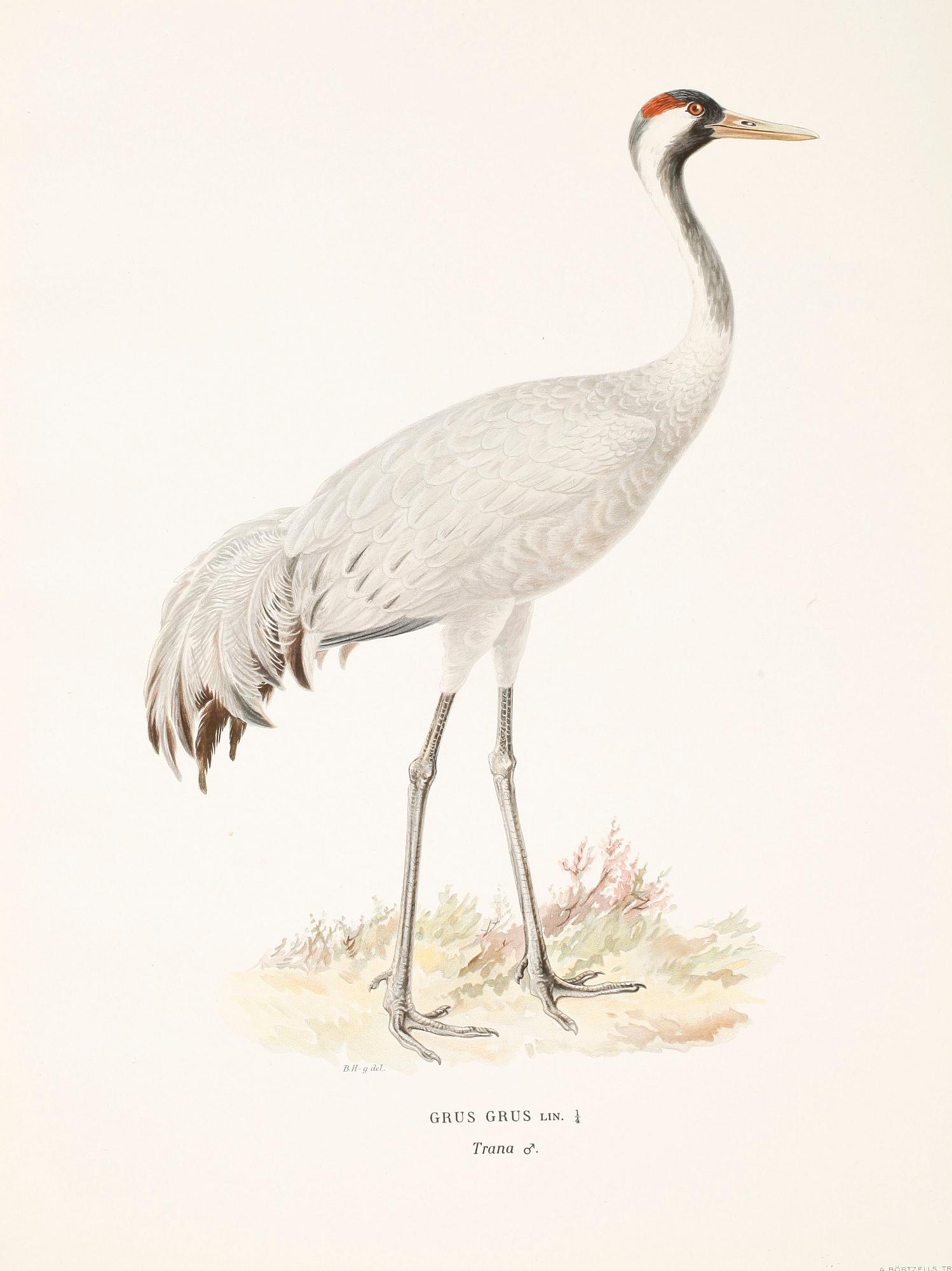 LITOGRAFISKA TRYCK, 100 st, ur von Wrights "Svenska fåglar", 1920-tal.