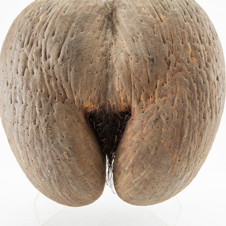 Double coconut, also known as Coco de Mer, Lodoicea maldivica.