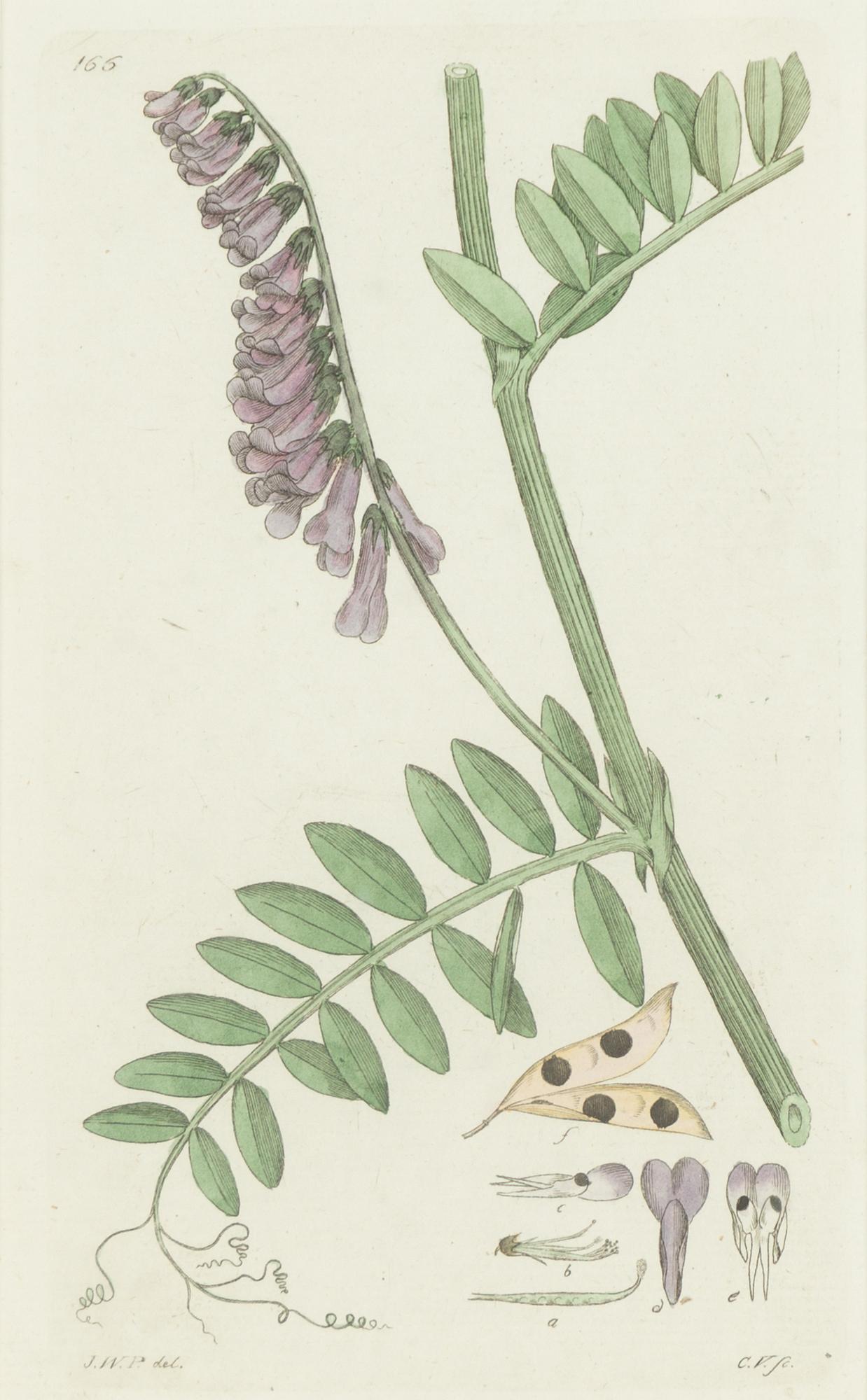 Twelve hand-coloured engravings, J.W. Palmstruch, from 'Svensk Botanik', 1802-1840.