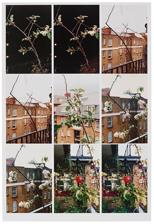 Wolfgang Tillmans, "Process (Apple Tree)".