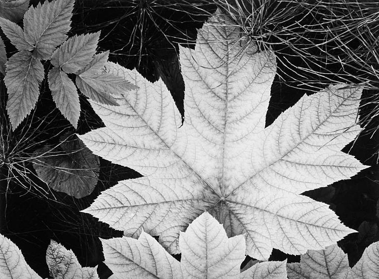 Ansel Adams, "Leaf, Glacier Bay National Monument, Alaska", 1948.