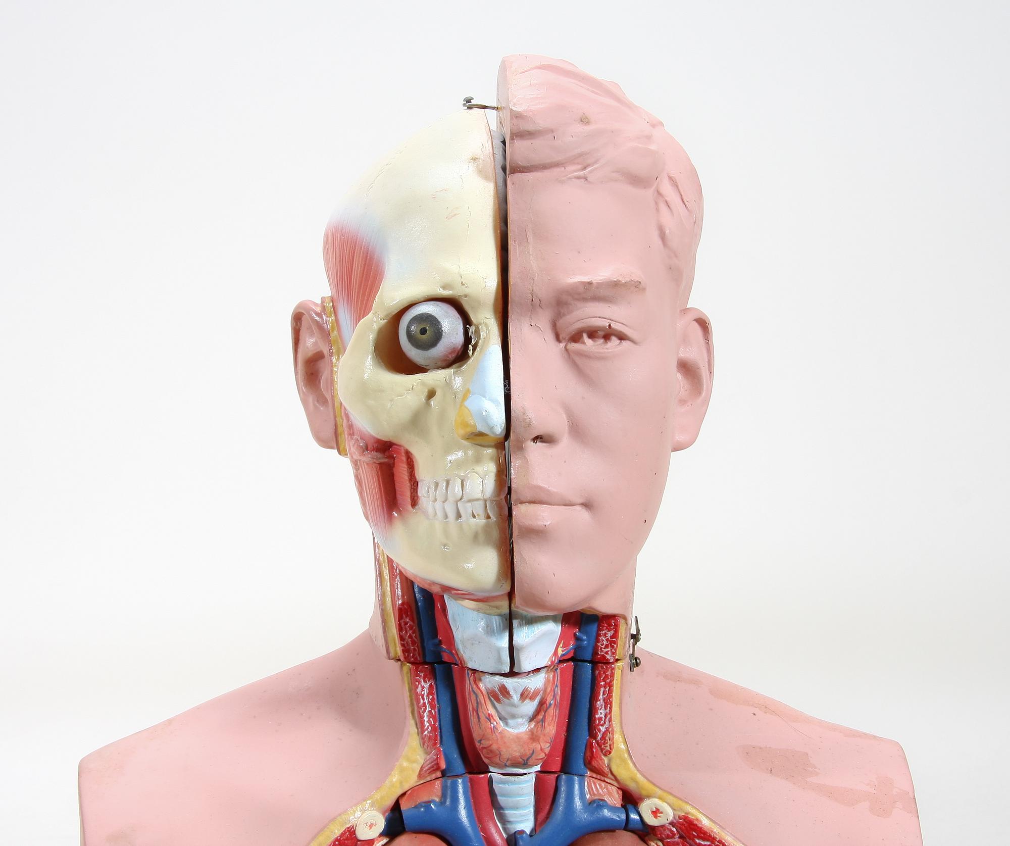 ANATOMIMODELL/DOCKA, konstmaterial.