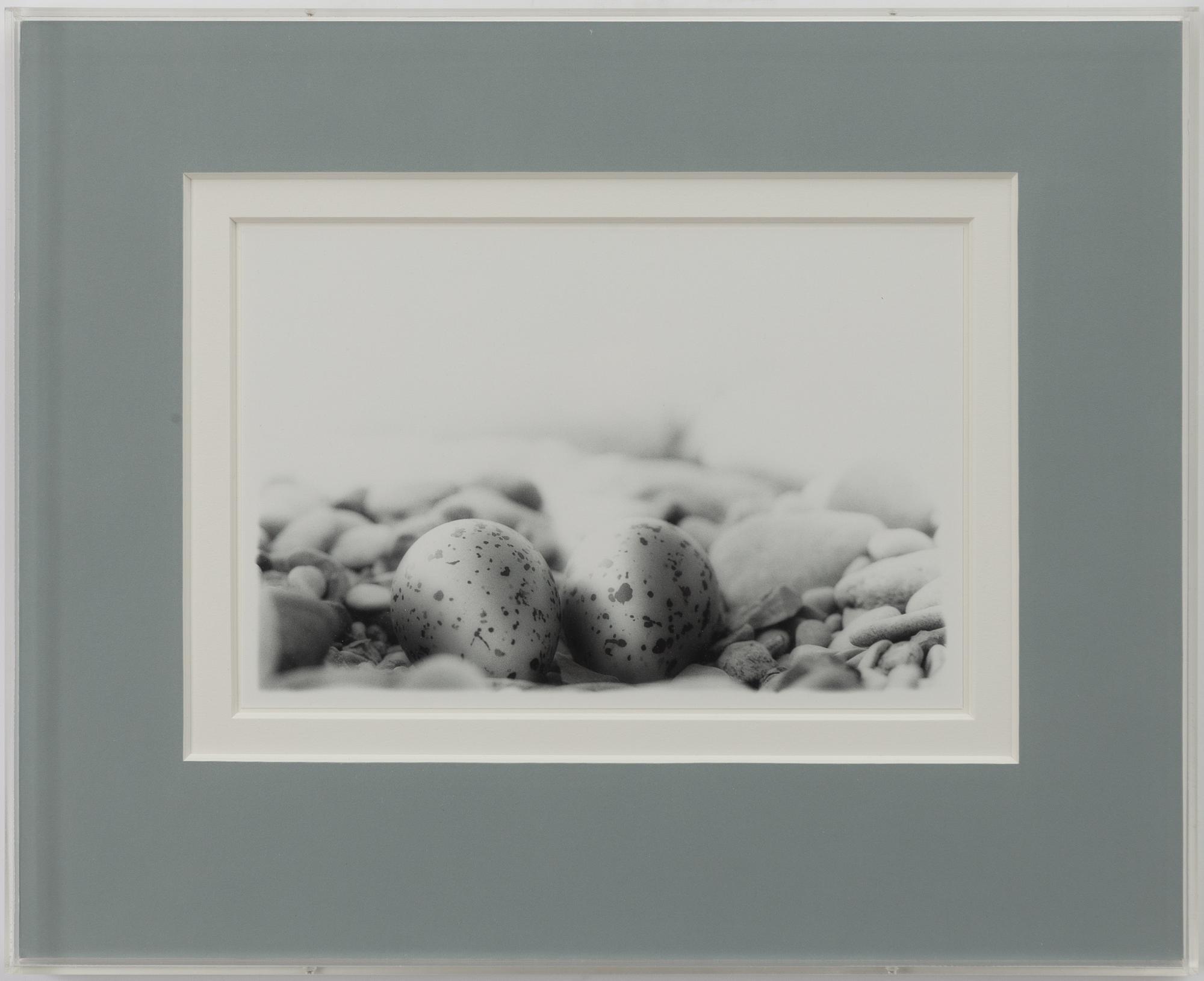 Dick Clevestam, "Stenrede med ägg av Strandpipare".