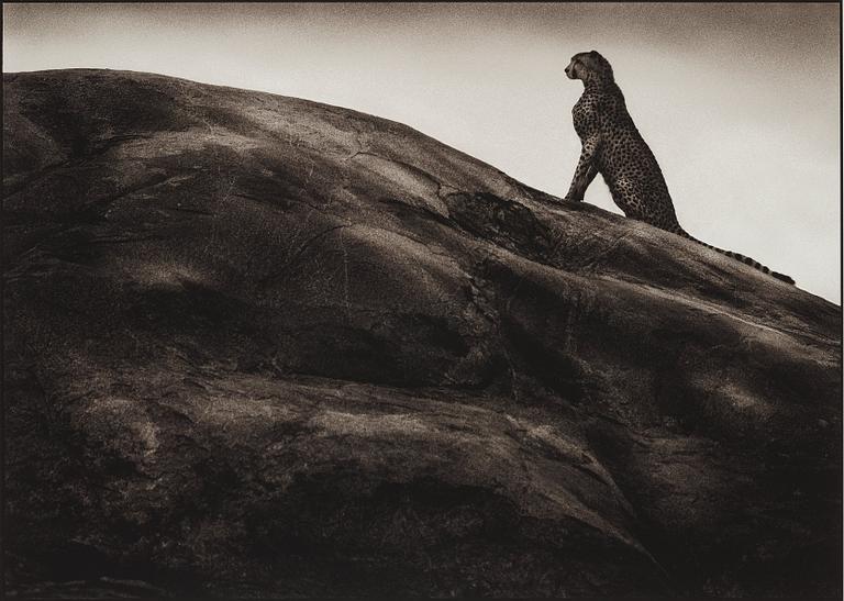Nick Brandt, "Cheetah on Rock, Serengeti, 2001".