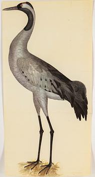 Olof Rudbeck the younger, after, a portfolio and two books, 1985. Numbered 285/1499.