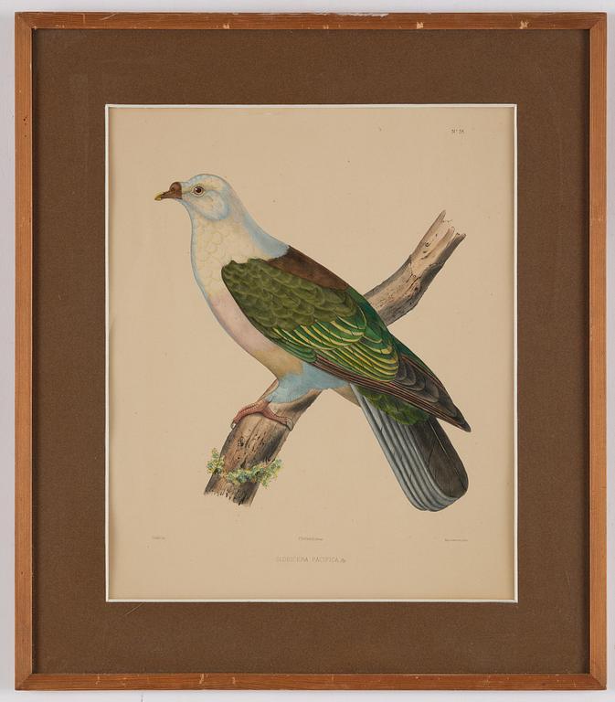 A set of eight plates from "Iconographie des pigeons" by Charles Lucien Bonaparte.