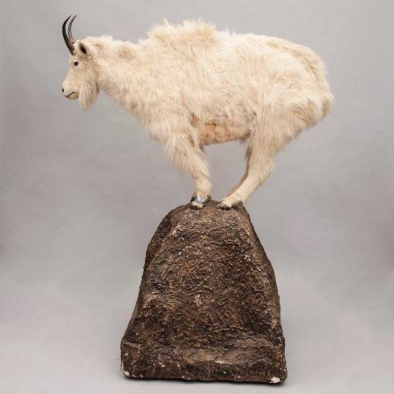 SNÖGET, taxidermi, 1900-talets första hälft.