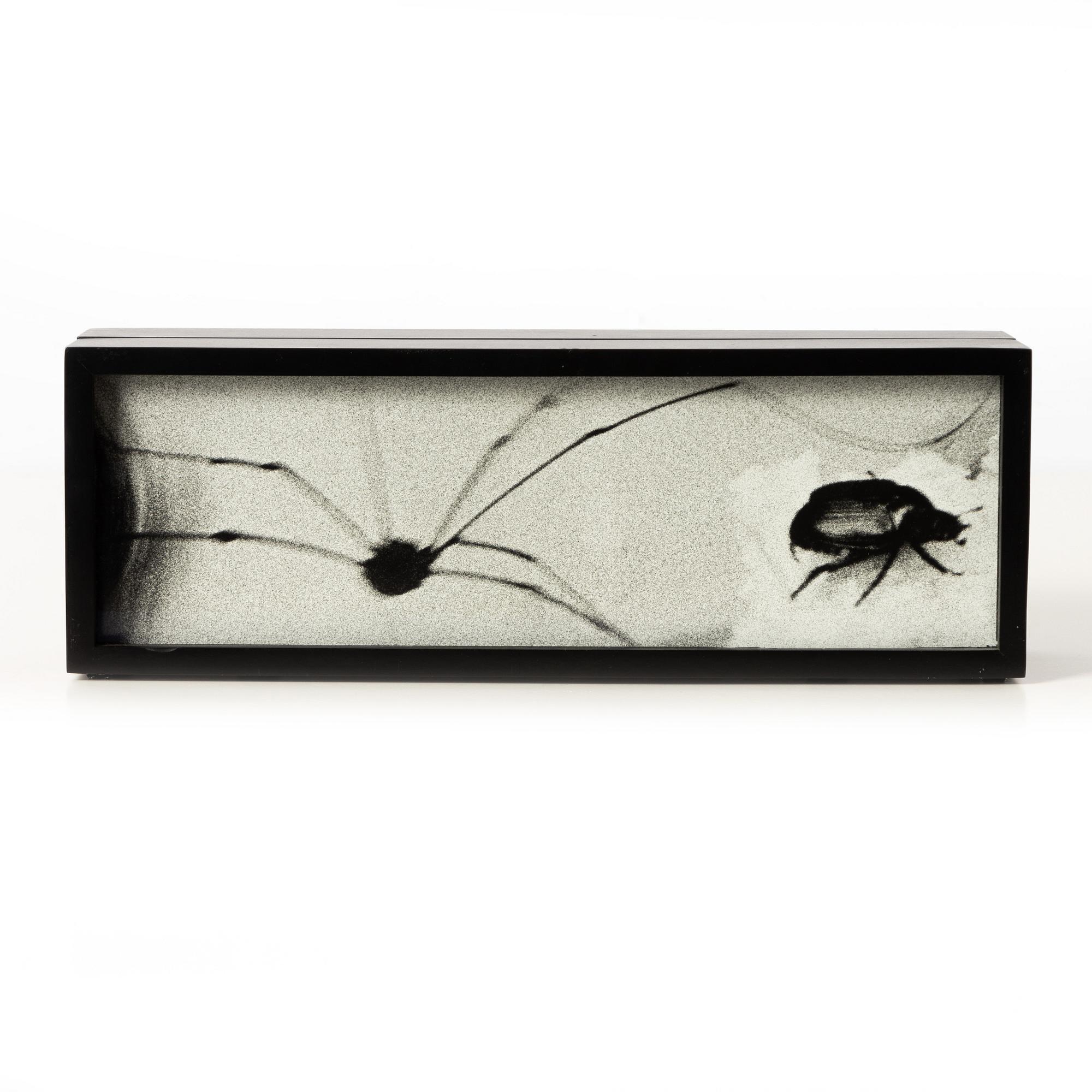 Hope Sandrow, "Spider Beetle", 1989.