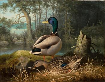 FERDINAND VON WRIGHT, DUCKS.