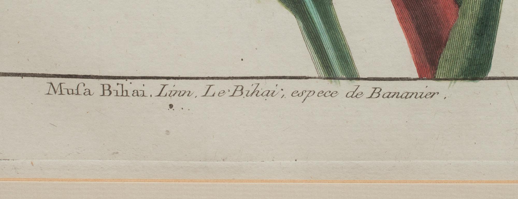 KOPPARSTICK, 2 st. "Le Jardin D'eden botanical". Omkring 1800.