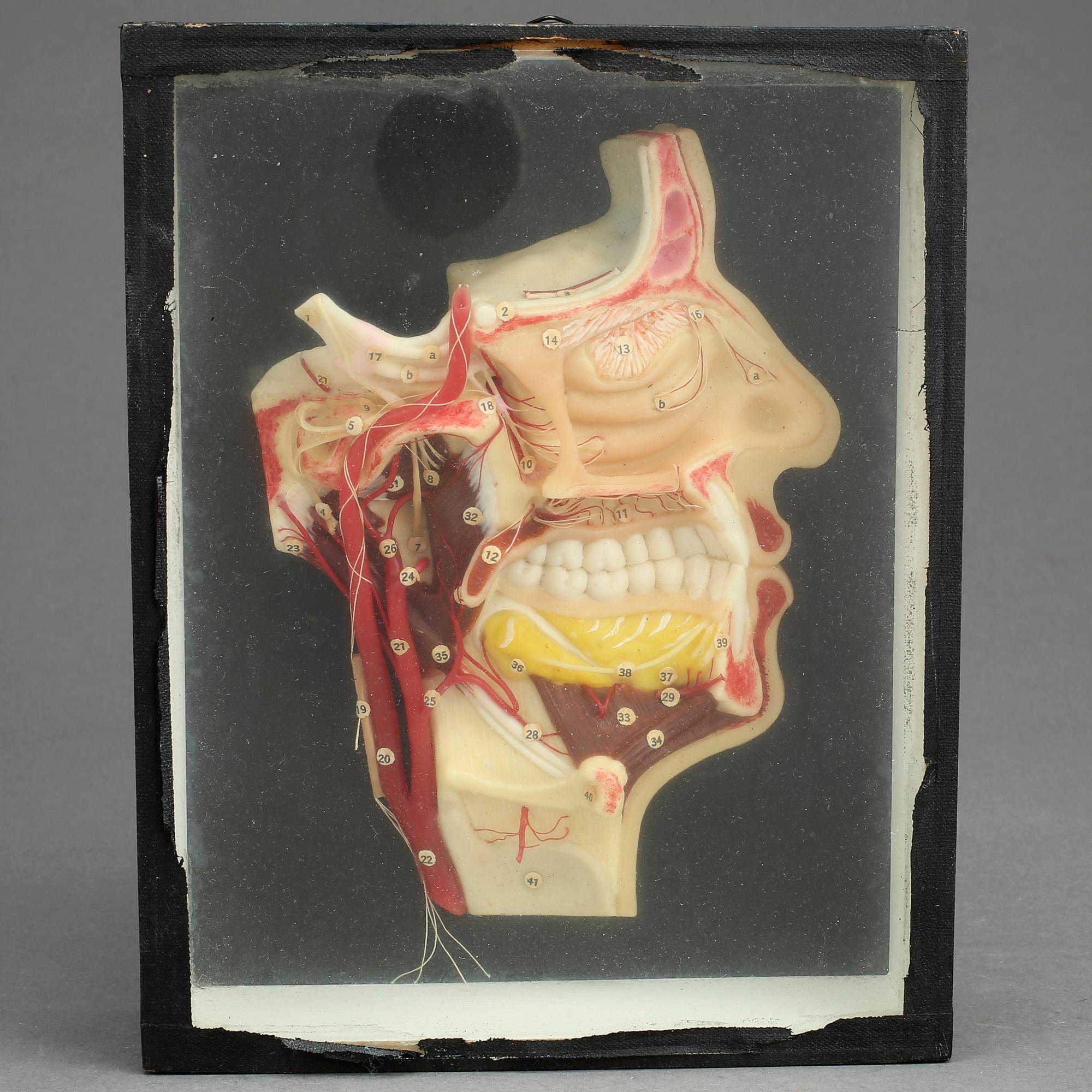 ANATOMISK MODELL, Lehrmittelwerke, Berlin, Tyskland 1900-talets första del.