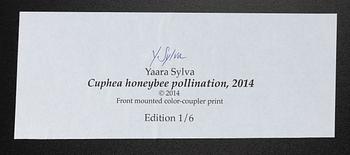 Yaara Sylva, "Cuphea honeybee pollination".