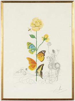 Salvador Dalí, etching with drypoint and pochoir. Signed and numbered 143/175.