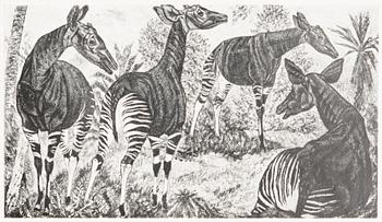 FOLDER, 18 offset prints, Bergendahls, Göteborg 1954.