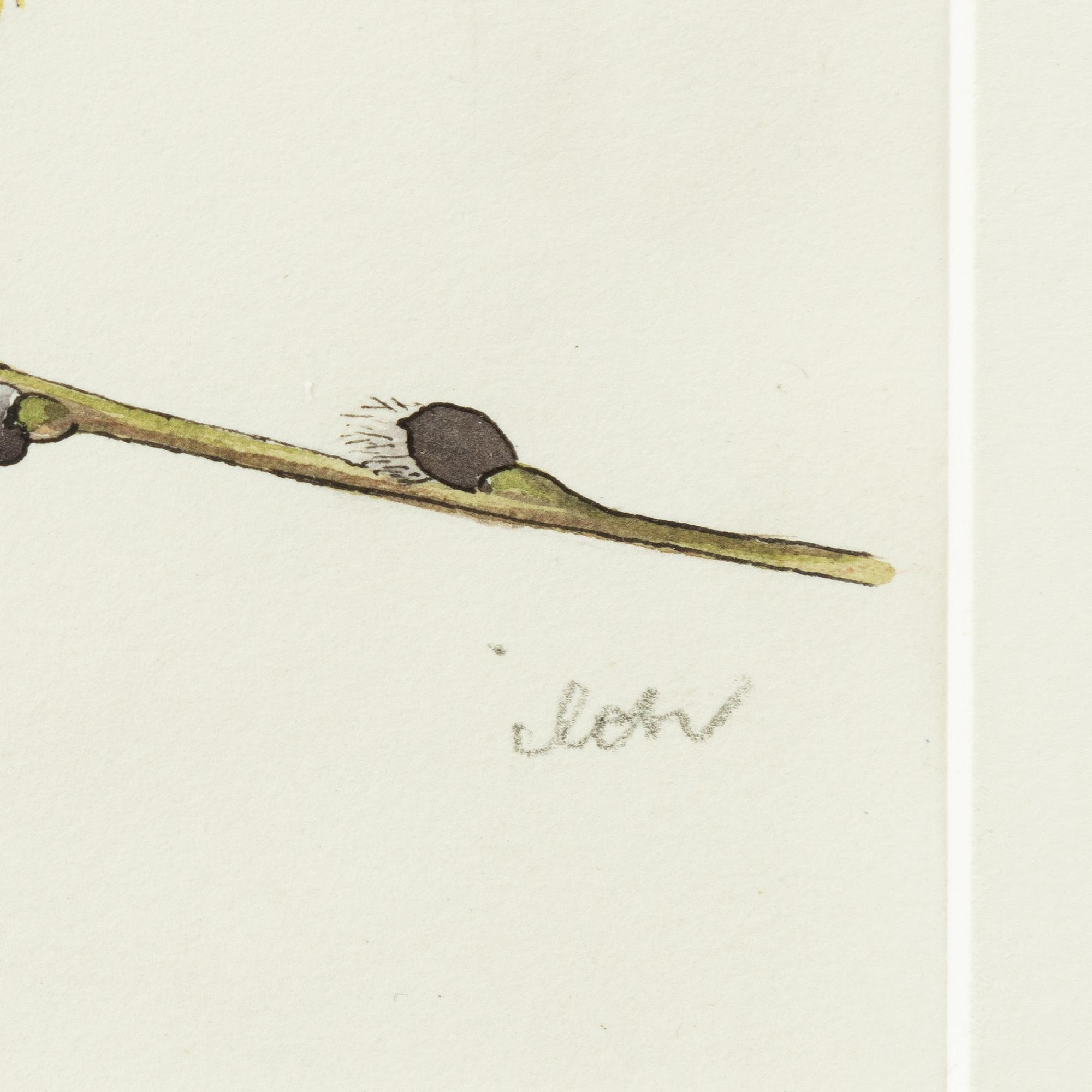 Ilon Wikland, Blue tit on a willow branch.