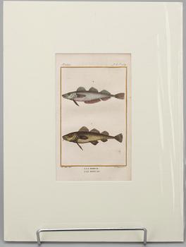 GRAVYRER, 7 st, efter de Seve, "Natural History" de Buffon. Senare upplagor.