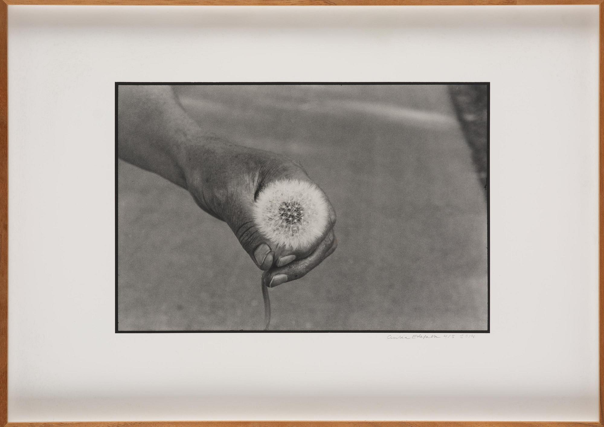 Cecilia Edefalk, "Dandelion", 2014.
