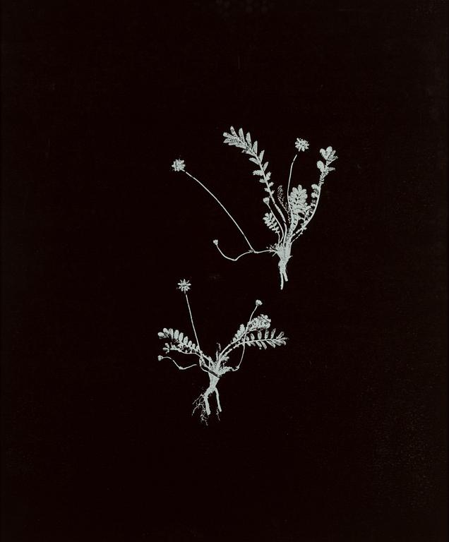 Peter Stridsberg, "Potentilla Anserina".