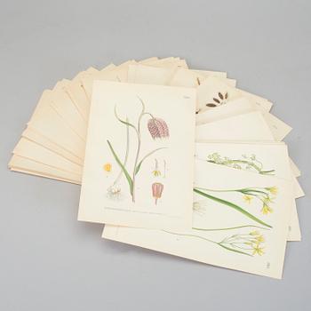 LITHOGRAPHIC PRINTS, approximately 100 psc, "Nordens flora", C.A.M Lindman, first half of the 20th century.