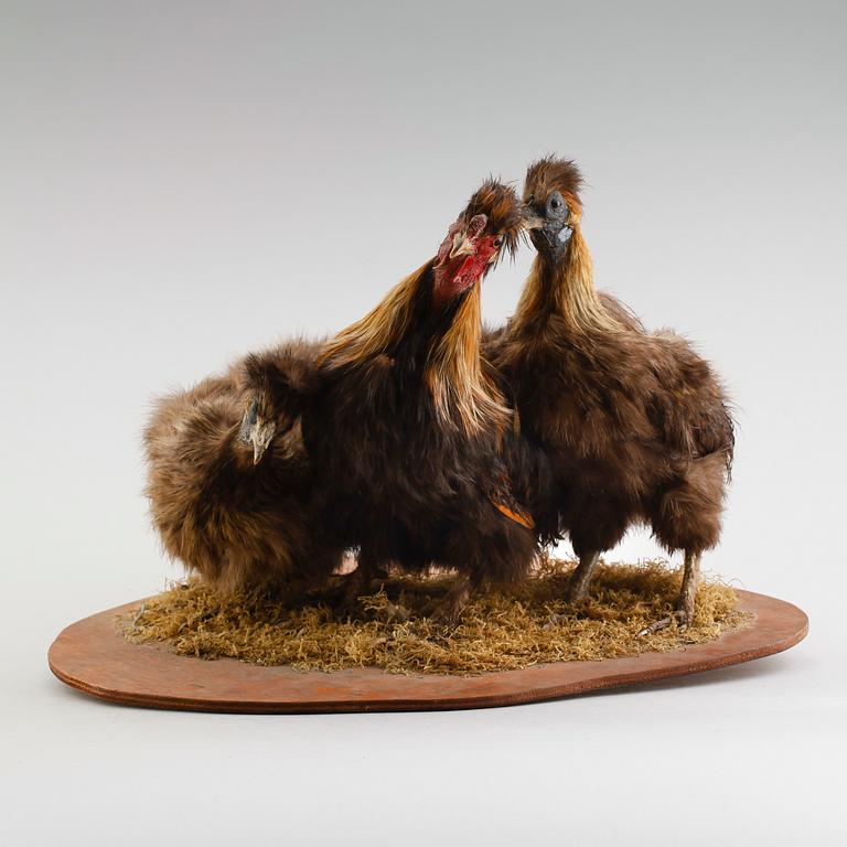 TAXIDERMI: 3 pärlhöns, England, 1900-talets första hälft.