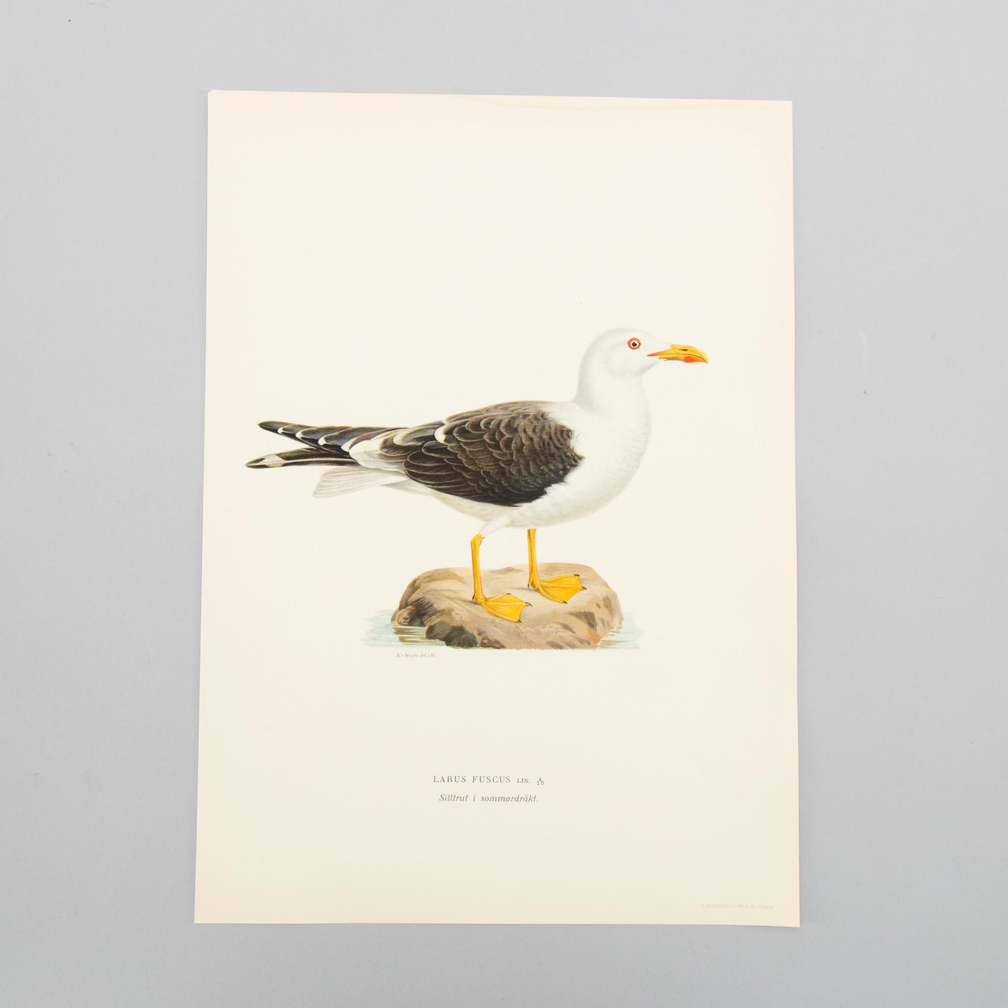 LITOGRAFISKA TRYCK, ca 150 st, Ferdinand von Wright, Börtzells, Stockholm.