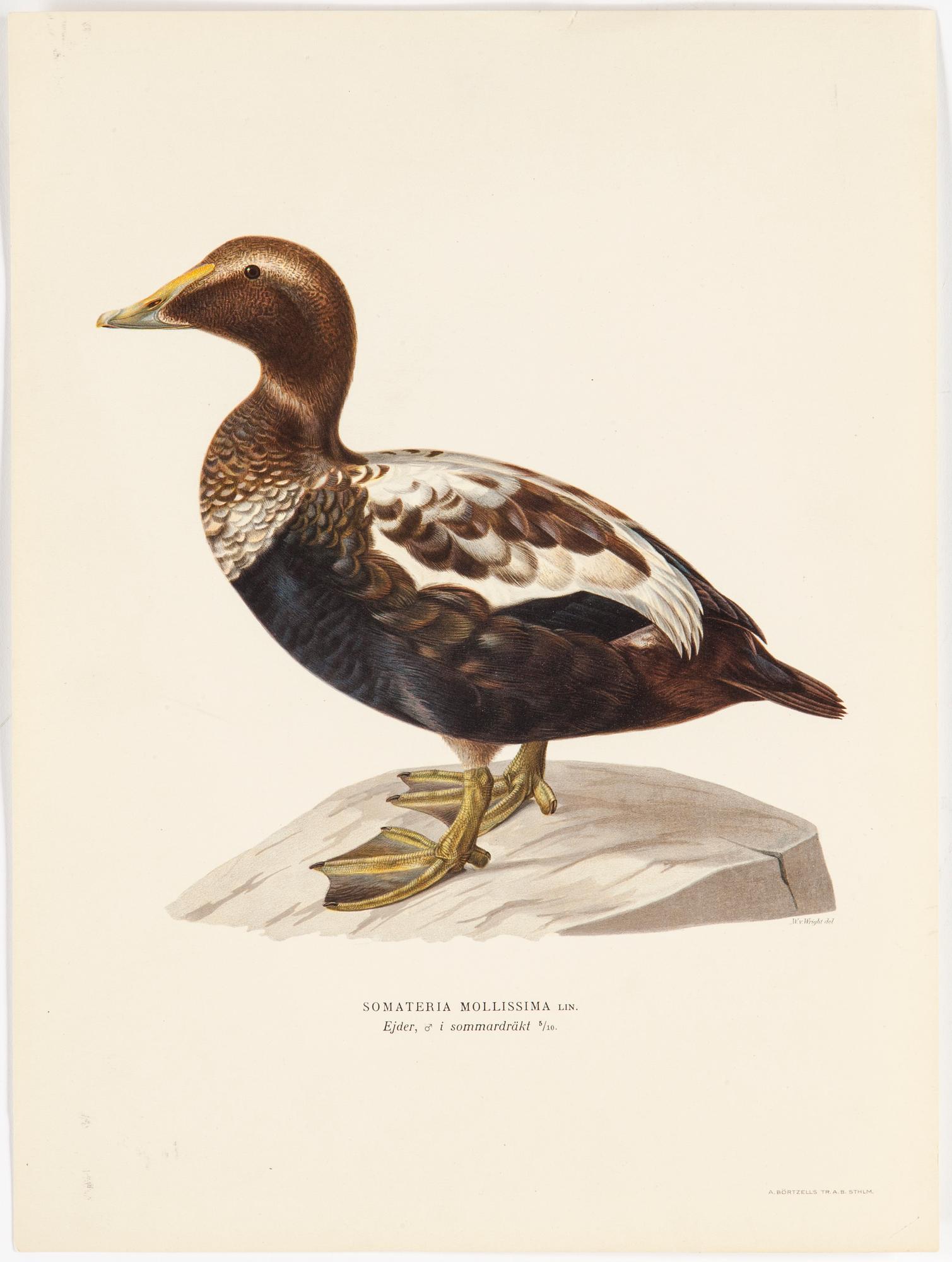 LITOGRAFISKA TRYCK, 10 styck, ur M och W von Wright, Svenska fåglar. Utgivna av A Börtzells.
