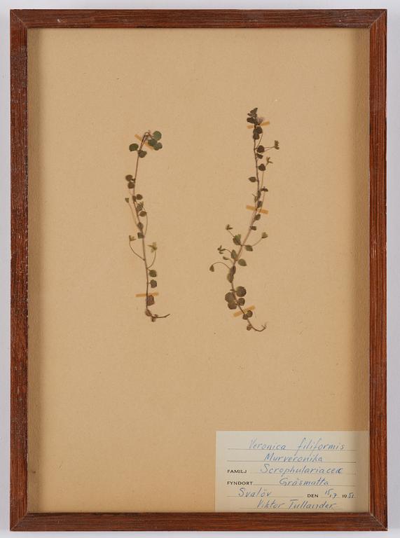 Herbarium, 10 delar, Sverige, 1930-1970-tal.