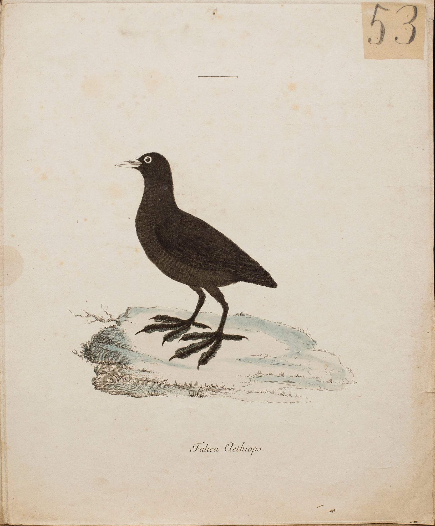 ANDERS SPARRMAN, 5 st fågelplanscher ur "Museum Carlsonianum", 1786-89.