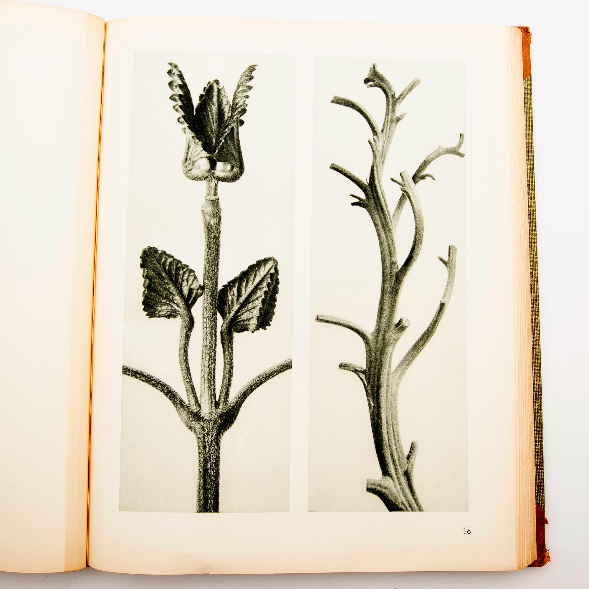Book, "Art Forms in Nature", Karl Blossfeldt, Spamersche Buchdruckerei, Leipzig, 1930.