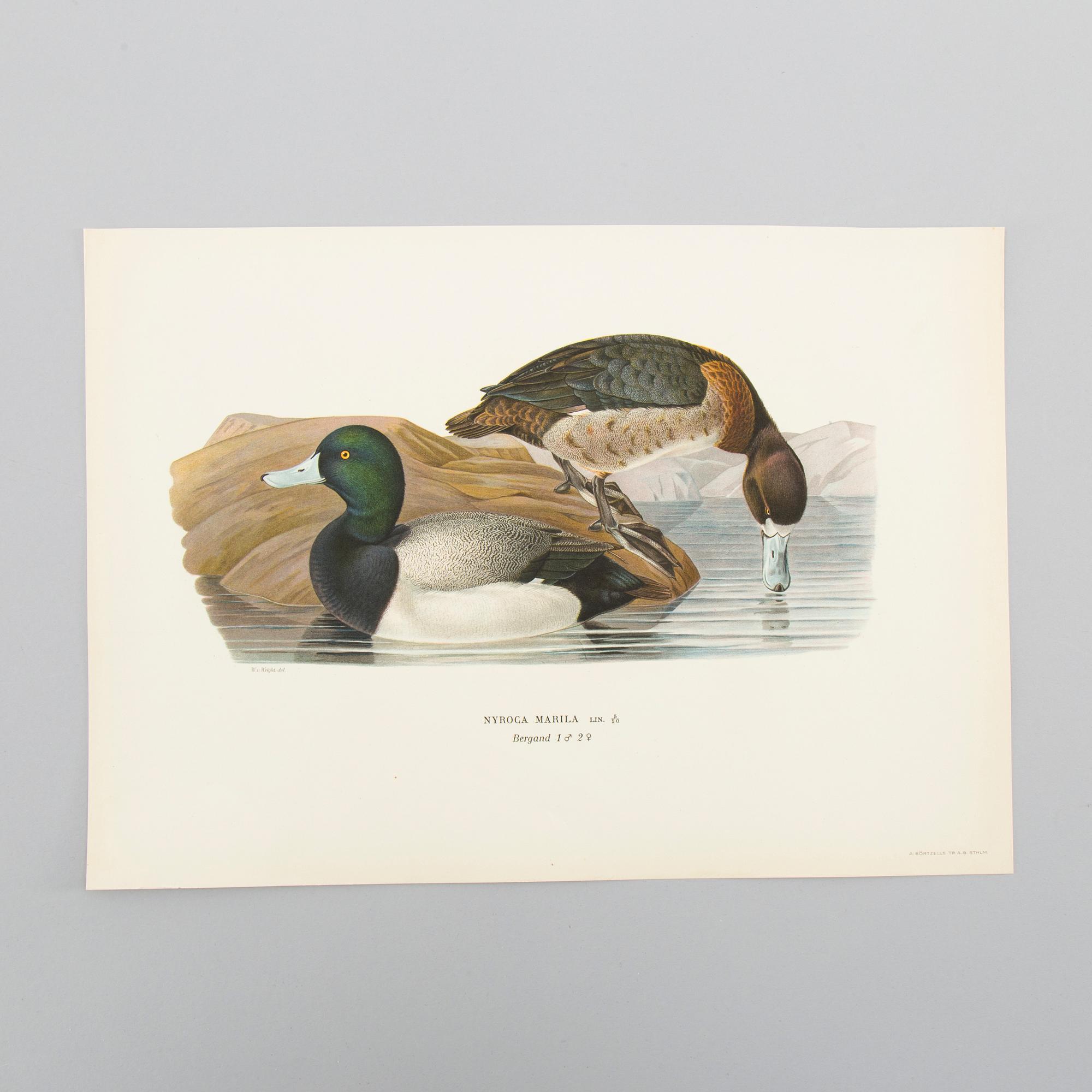 LITOGRAFISKA TRYCK, ca 150 st, Ferdinand von Wright, Börtzells, Stockholm.