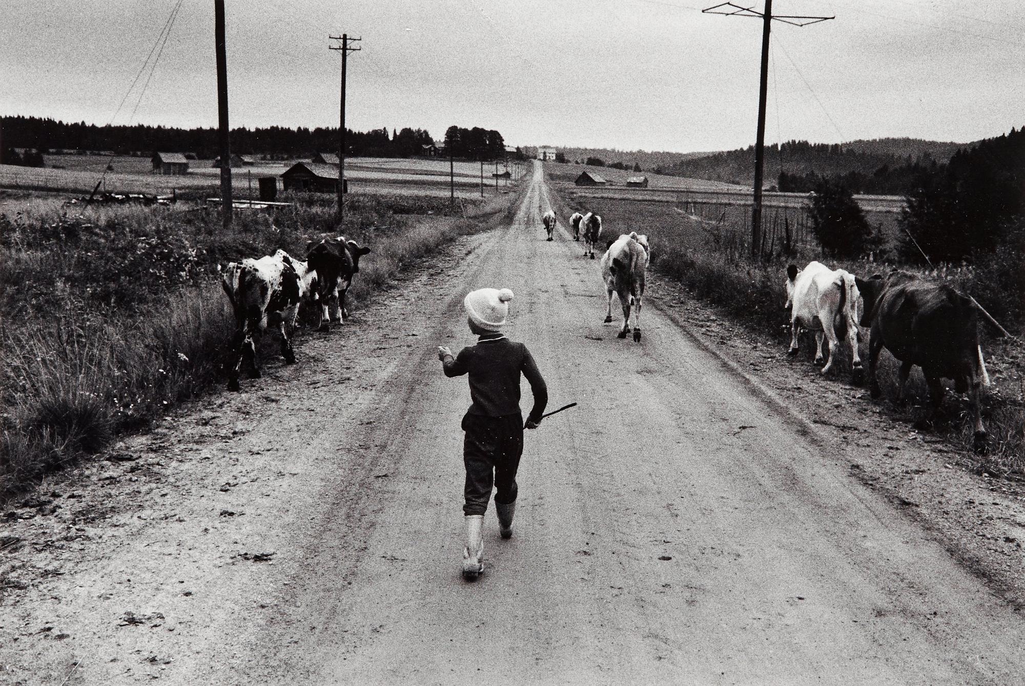 Sune Jonsson, "Sjuåriga Helen Jonsson tar korna på skogsbete", 1960.