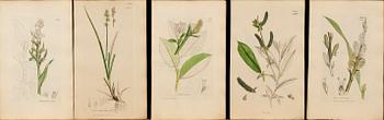 UR "ENGLISH BOTANY" 3:e upplagan, vol VII, 1854 172 st handkolorerade kopparstick. London.